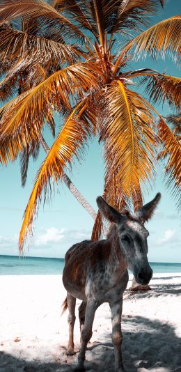 [2436x1125]驴 海边 沙滩 椰树 苹果手机壁纸图片