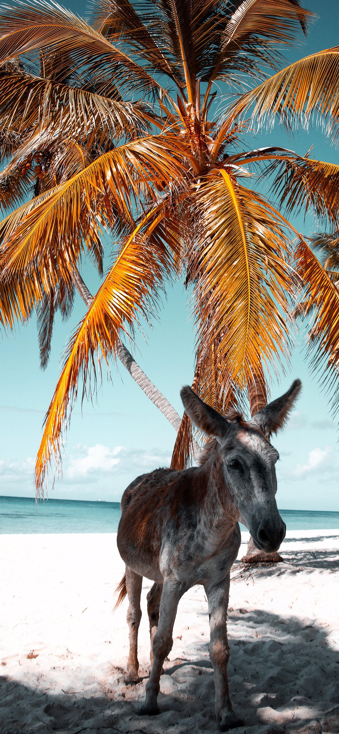 [2436×1125]驴 海边 沙滩 椰树 苹果手机壁纸图片