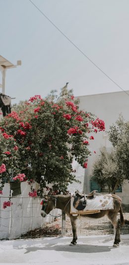 [2436x1125]驴 牲畜 墙角 花丛 苹果手机壁纸图片