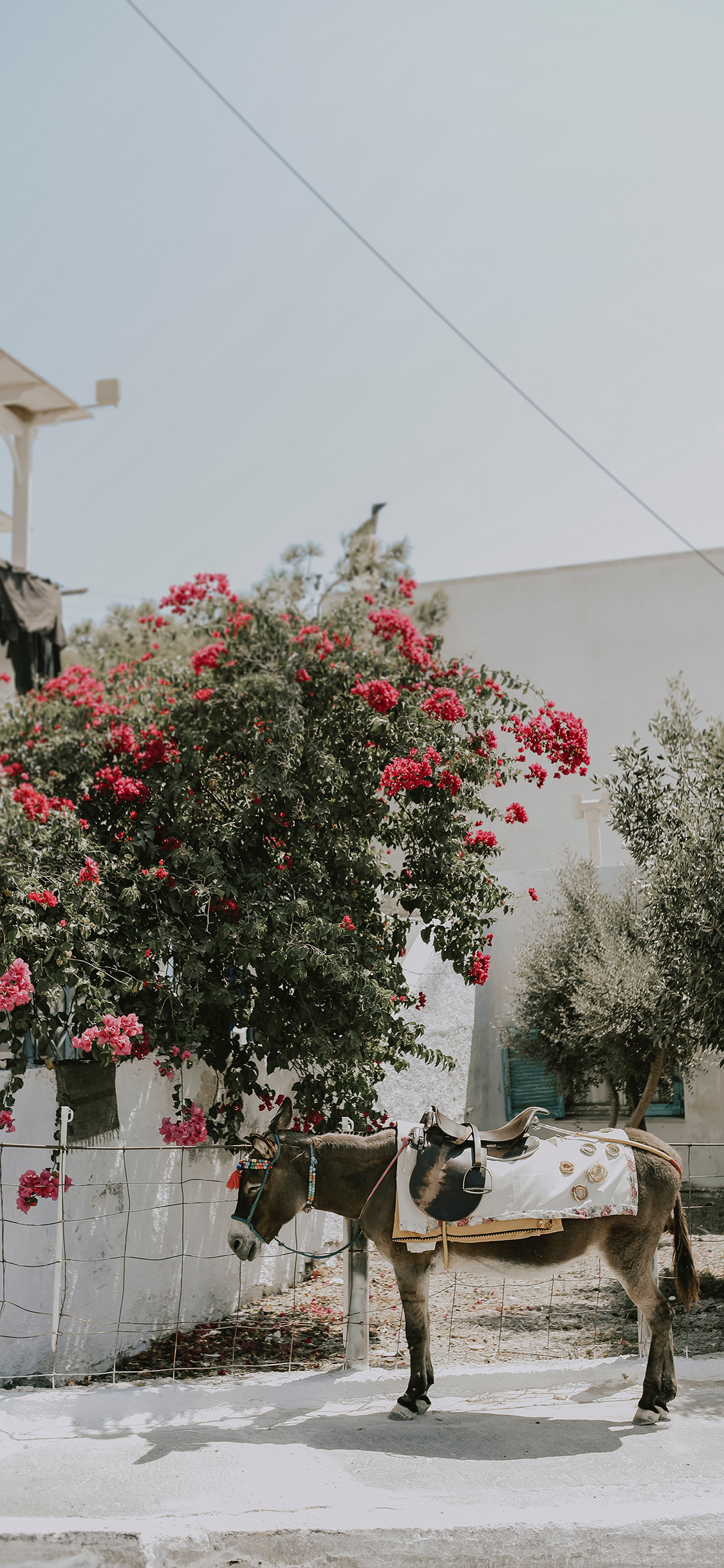 [2436×1125]驴 牲畜 墙角 花丛 苹果手机壁纸图片