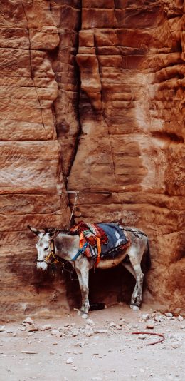 [2436x1125]驴 牲畜 石壁 驮物 苹果手机壁纸图片