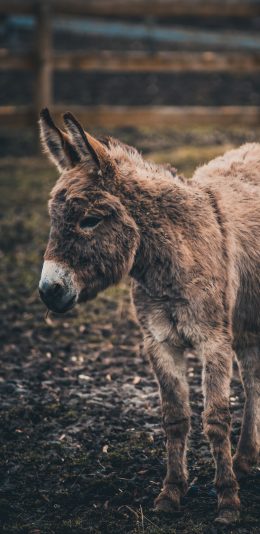 [2436x1125]驴 牲畜 粗放 皮毛 苹果手机壁纸图片
