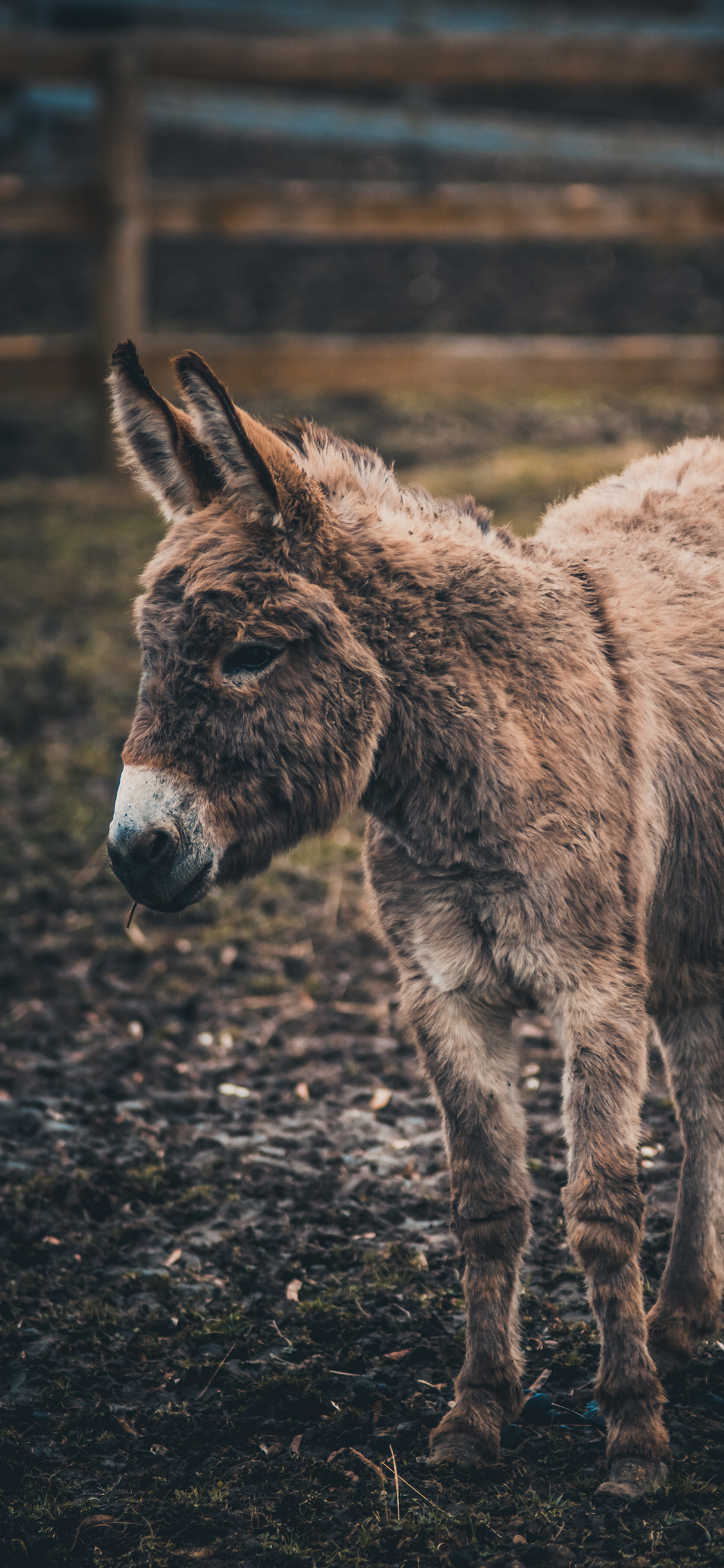 [2436×1125]驴 牲畜 粗放 皮毛 苹果手机壁纸图片