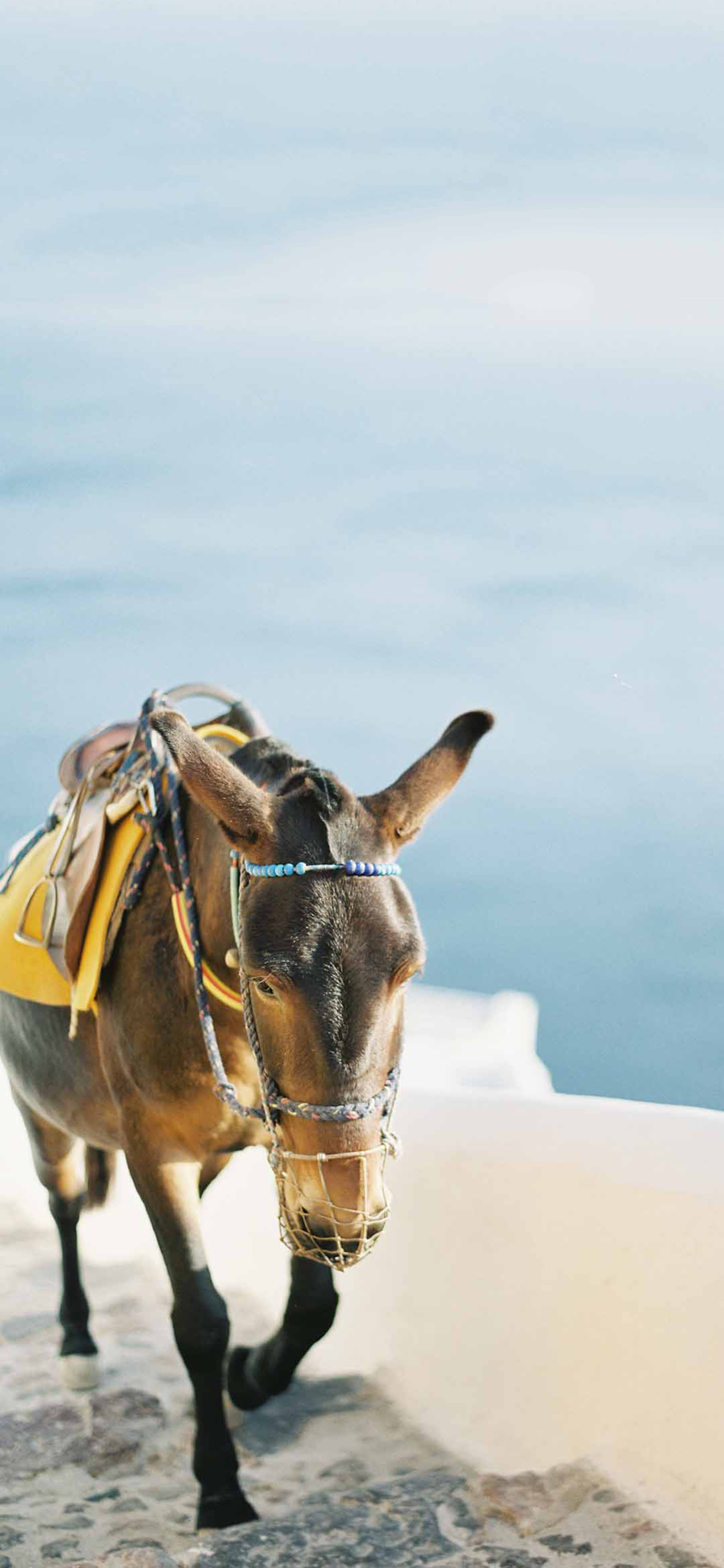 [2436×1125]驴 行走 小清新 苹果手机壁纸图片