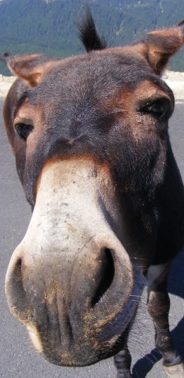[2436x1125]驴 面部 大头 牲畜 苹果手机壁纸图片