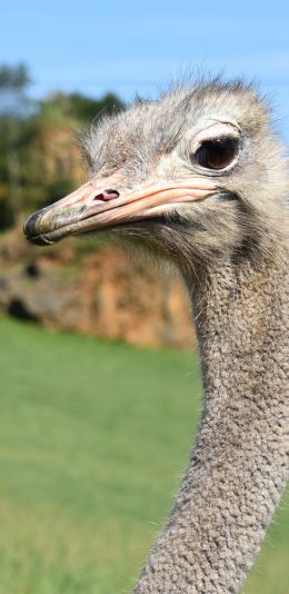 [2436x1125]骆驼 头 特写 毛发 苹果手机壁纸图片