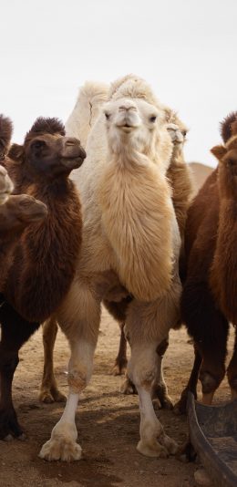 [2436x1125]骆驼 沙漠 毛发 畜牧 苹果手机壁纸图片