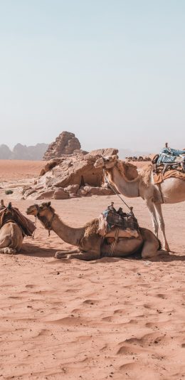 [2436x1125]骆驼 沙漠 热带 旅行 苹果手机壁纸图片