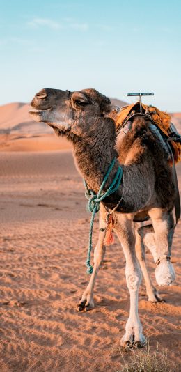 [2436x1125]骆驼 沙漠 牲畜 野外 苹果手机壁纸图片