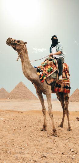 [2436x1125]骆驼 沙漠 金字塔 骑行 苹果手机壁纸图片