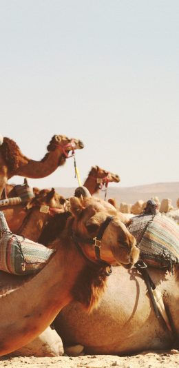 [2436x1125]骆驼 沙漠 驼峰 旅行 苹果手机壁纸图片