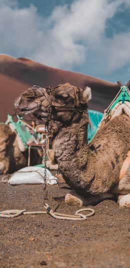 [2436x1125]骆驼 沙漠 骆驼鞍 缰绳 苹果手机壁纸图片