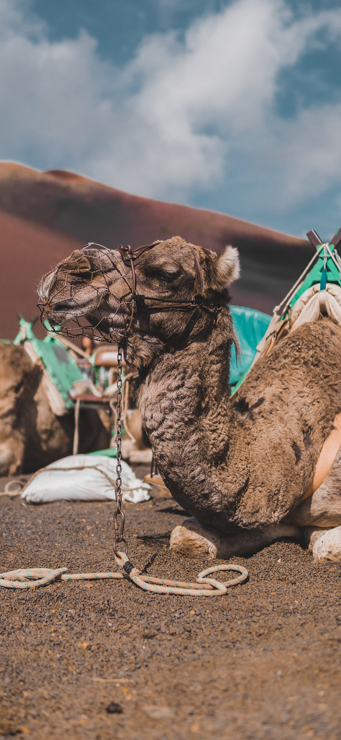 [2436×1125]骆驼 沙漠 骆驼鞍 缰绳 苹果手机壁纸图片