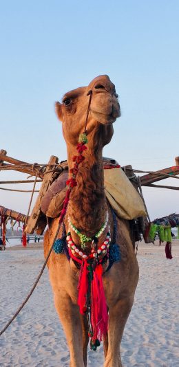 [2436x1125]骆驼 牲畜 沙漠 物件 苹果手机壁纸图片