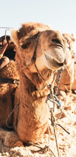 [2436x1125]骆驼 牲畜 沙漠 绳子 苹果手机壁纸图片