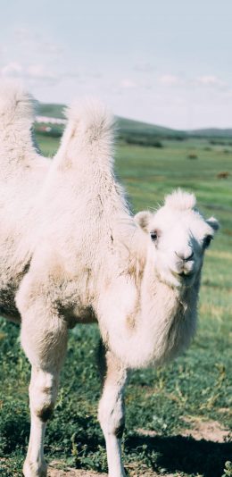 [2436x1125]骆驼 牲畜 草原 阳光 苹果手机壁纸图片