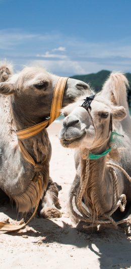 [2436x1125]骆驼 牵引绳 驼峰 牲畜 苹果手机壁纸图片