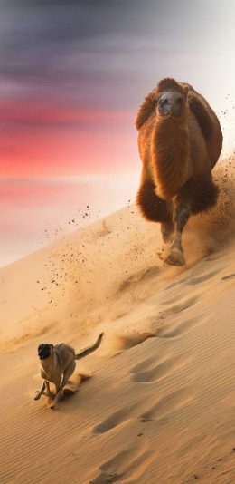 [2436x1125]骆驼 狗 追逐 沙漠 苹果手机壁纸图片