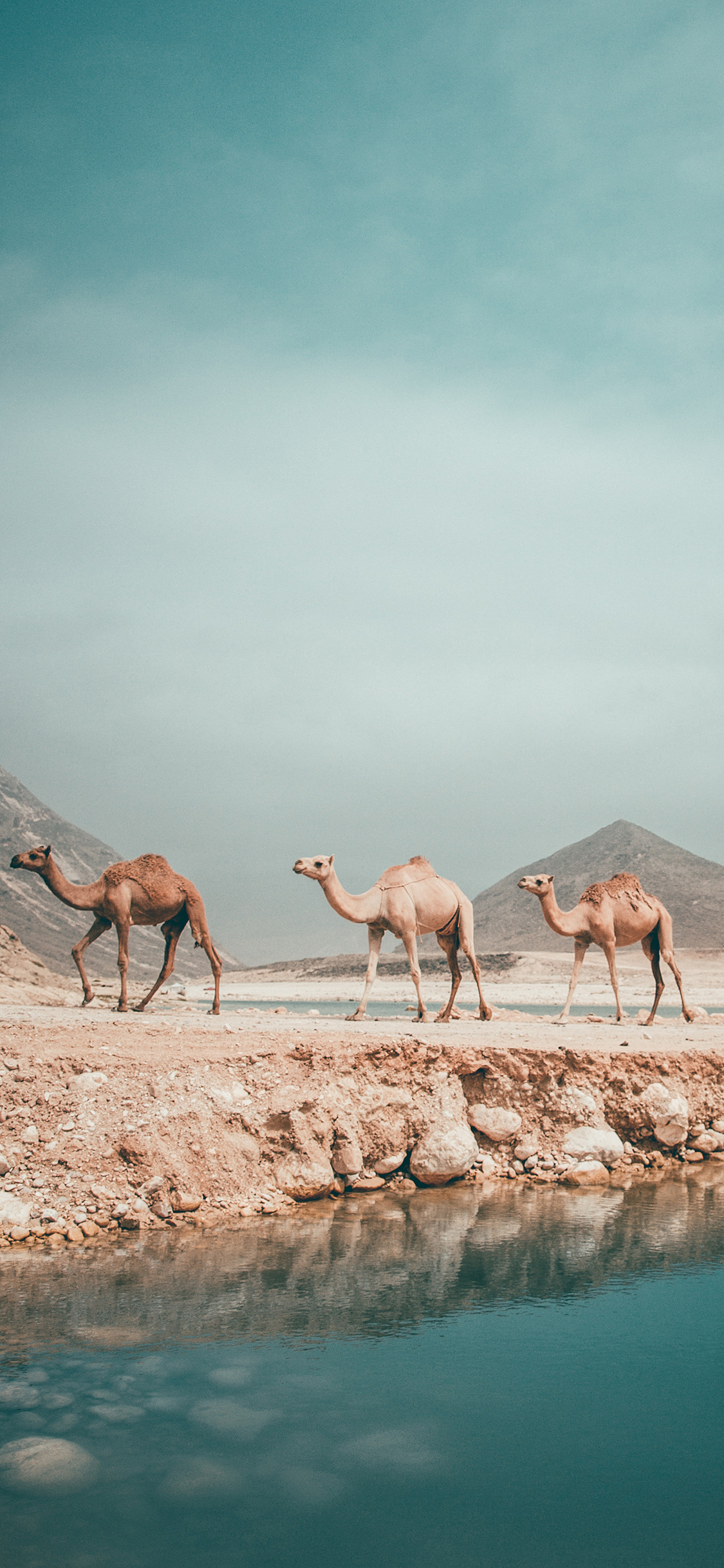 [2436×1125]骆驼 行走 牲畜 水 倒影 苹果手机壁纸图片