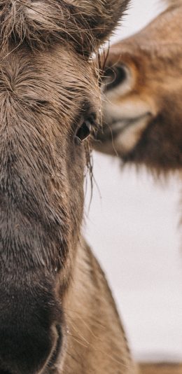 [2436x1125]骡子 杂交 棕色 运输 苹果手机壁纸图片