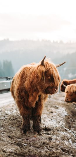 [2436x1125]高山 牦牛 皮毛 小雪 苹果手机壁纸图片
