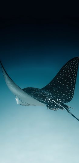 [2436x1125]魔鬼鱼 海洋生物 游动 蓝色 苹果手机壁纸图片