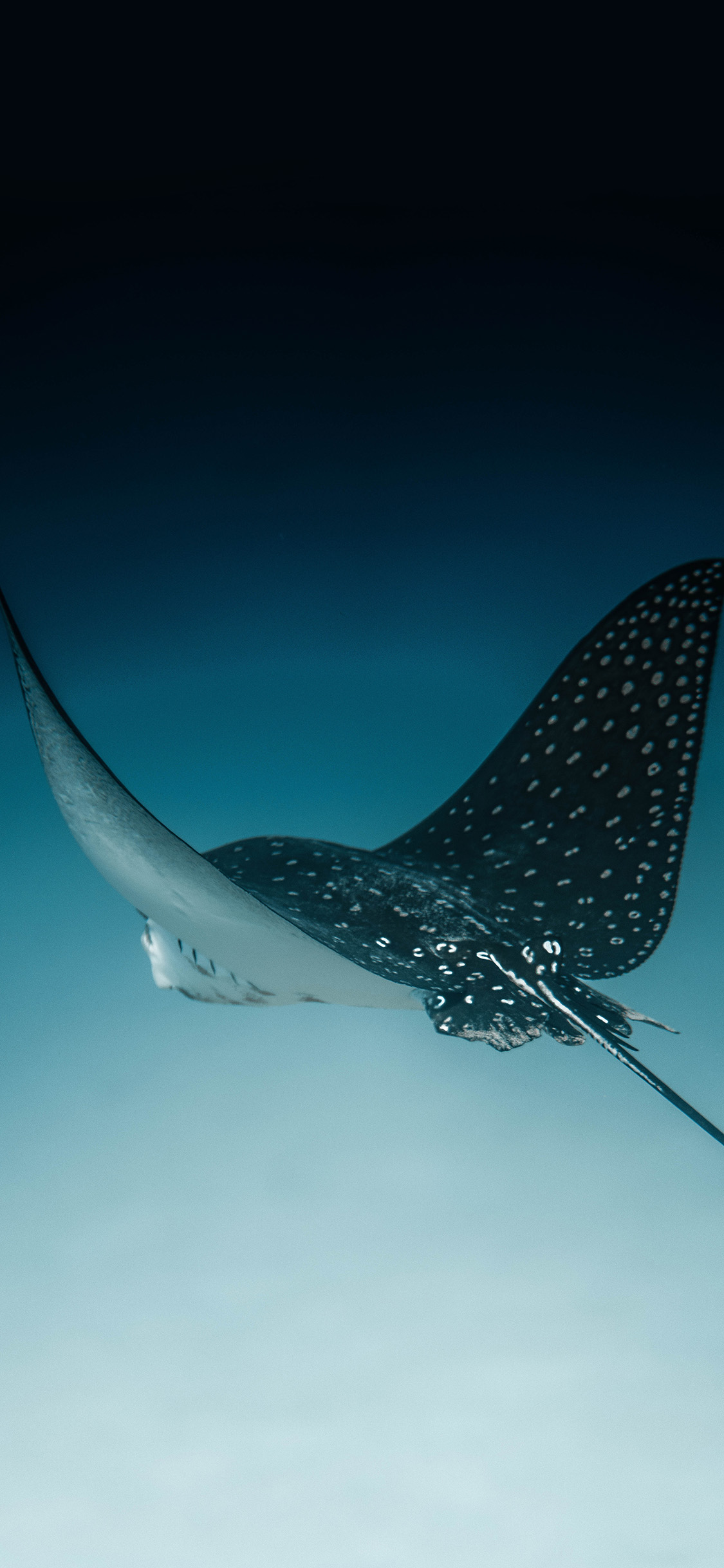 [2436×1125]魔鬼鱼 海洋生物 游动 蓝色 苹果手机壁纸图片