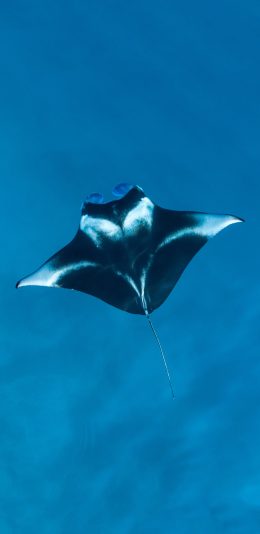 [2436x1125]魔鬼鱼 海洋生物 蓝色 海底 苹果手机壁纸图片