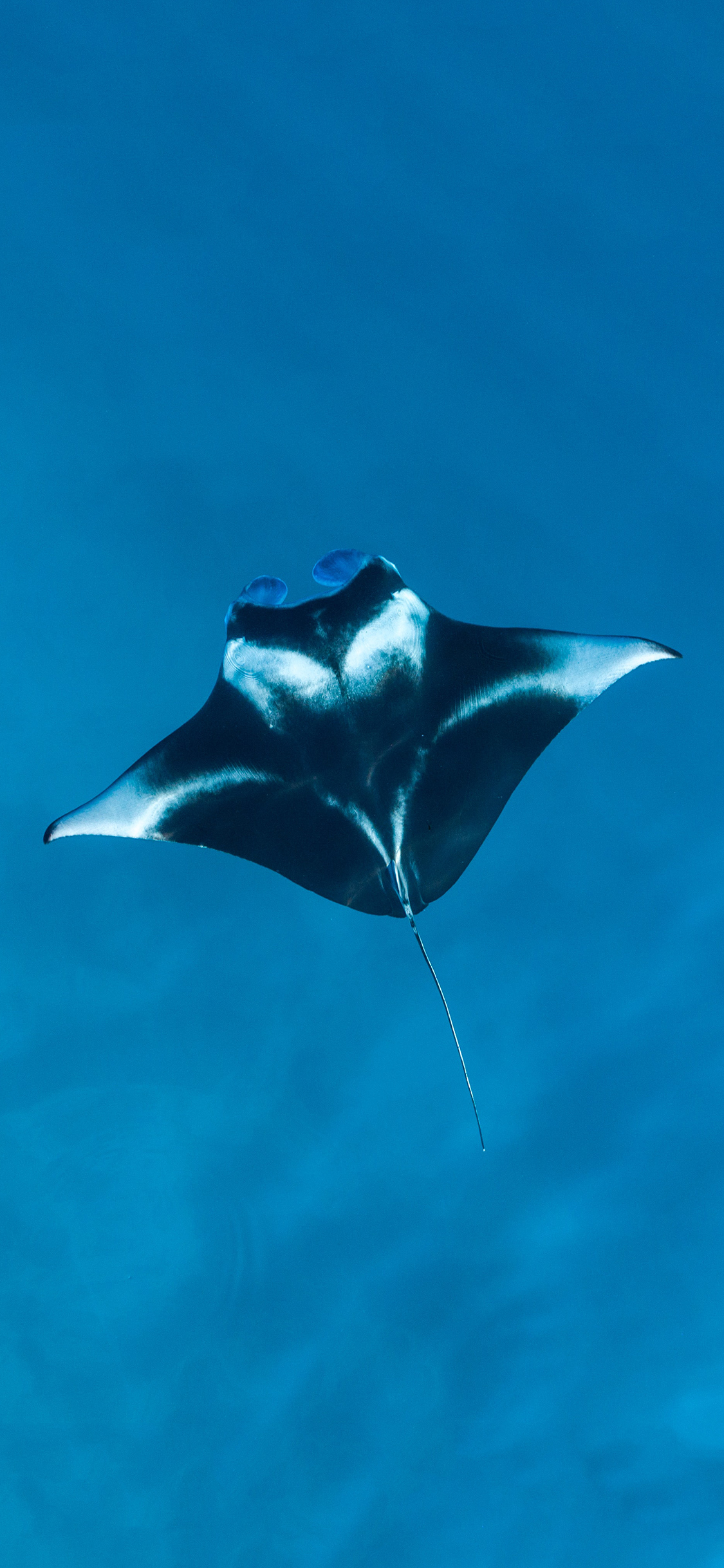 [2436×1125]魔鬼鱼 海洋生物 蓝色 海底 苹果手机壁纸图片