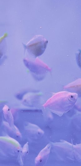 [2436x1125]鱼 水族 鱼群 紫色 养殖 苹果手机壁纸图片