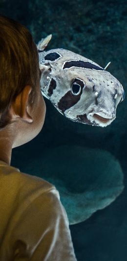 [2436x1125]鱼 水族馆 小男孩 儿童 观看 背影 苹果手机壁纸图片