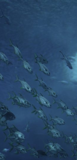 [2436x1125]鱼 海洋 种群 蓝色 苹果手机壁纸图片