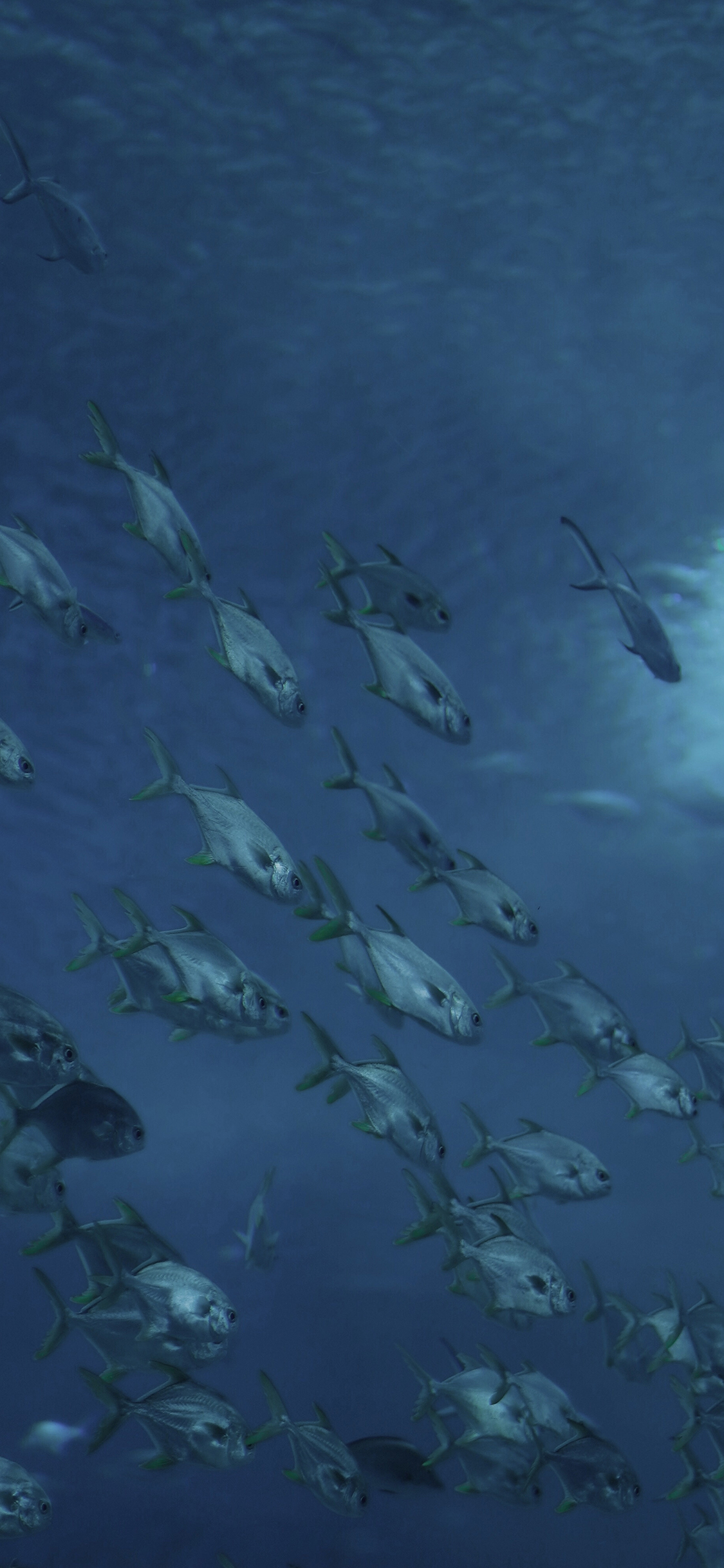 [2436×1125]鱼 海洋 种群 蓝色 苹果手机壁纸图片