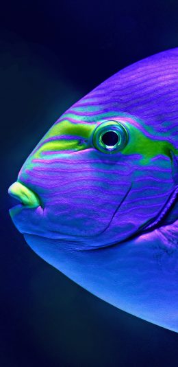 [2436x1125]鱼 海洋生物 渐变 发光 苹果手机壁纸图片