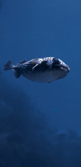 [2436x1125]鱼 海洋生物 游动 蓝色 海水 苹果手机壁纸图片