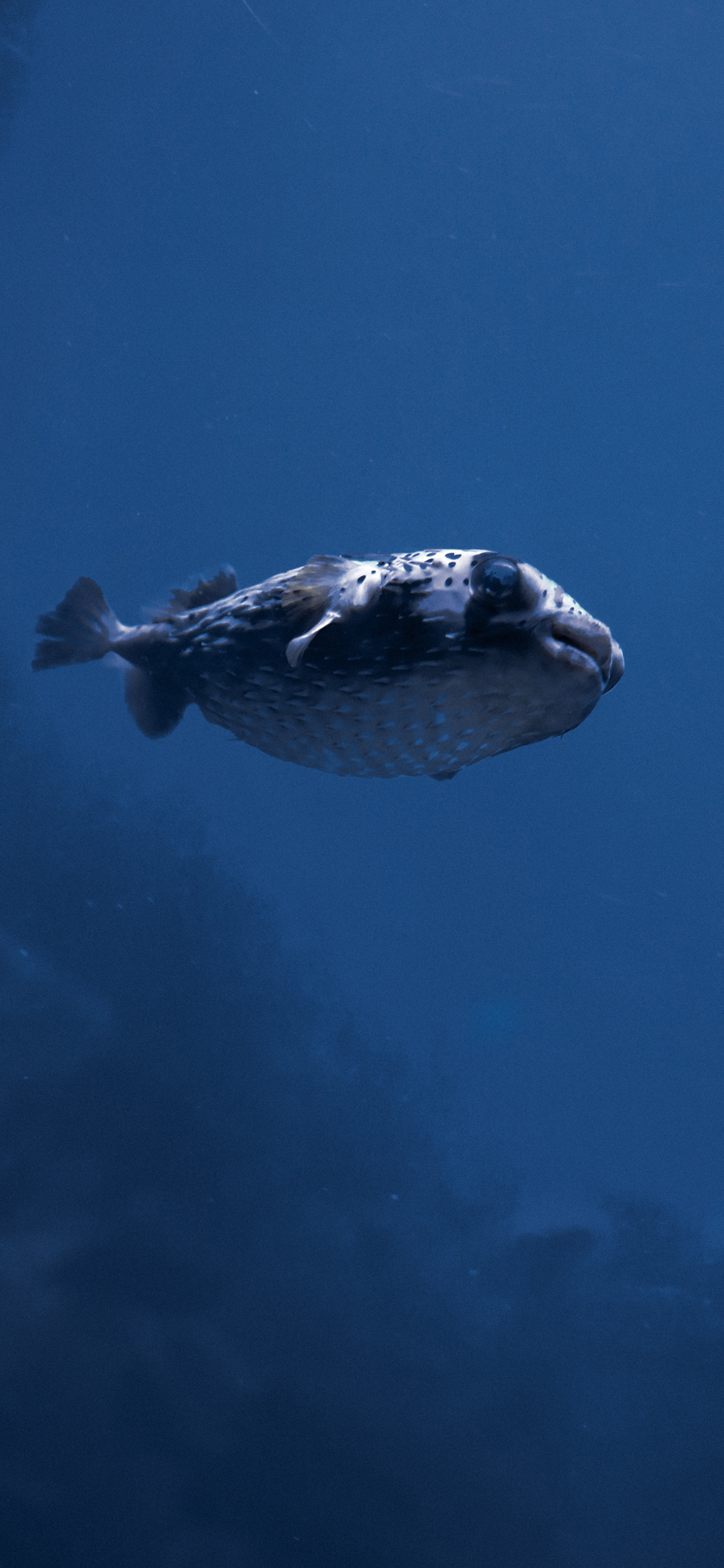 [2436×1125]鱼 海洋生物 游动 蓝色 海水 苹果手机壁纸图片