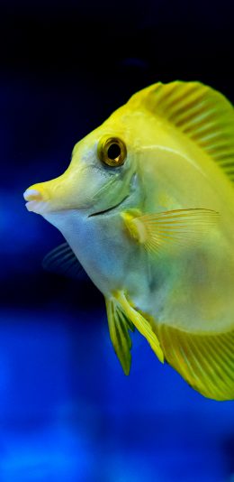 [2436x1125]鱼 海洋生物 黄色 游动 苹果手机壁纸图片