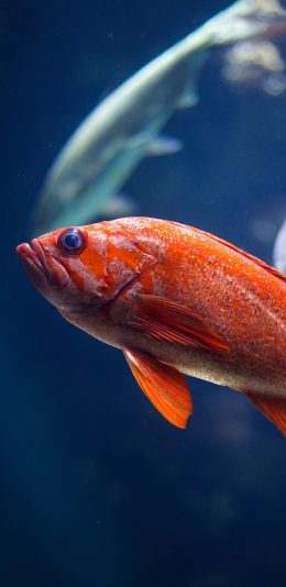 [2436x1125]鱼 海鱼 红色 海洋生物 尾巴 苹果手机壁纸图片