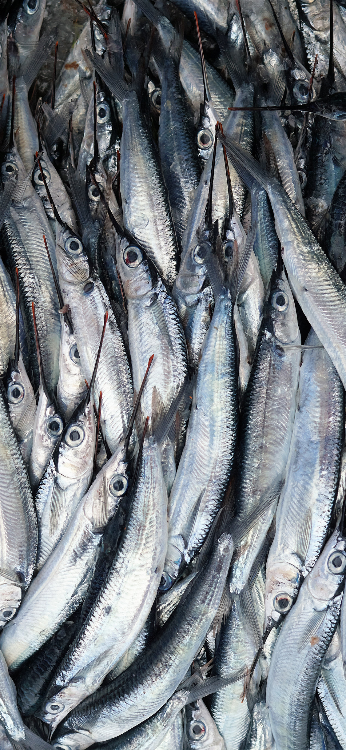 [2436×1125]鱼 海鲜 密集 生物 苹果手机壁纸图片