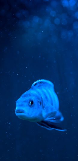 [2436x1125]鱼 深海 海洋生物 蓝 苹果手机壁纸图片