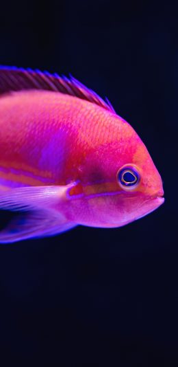 [2436x1125]鱼 热带 观赏鱼 光线 苹果手机壁纸图片