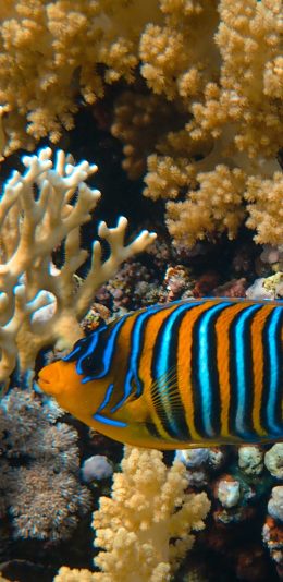 [2436x1125]鱼 珊瑚 海底 大海 苹果手机壁纸图片