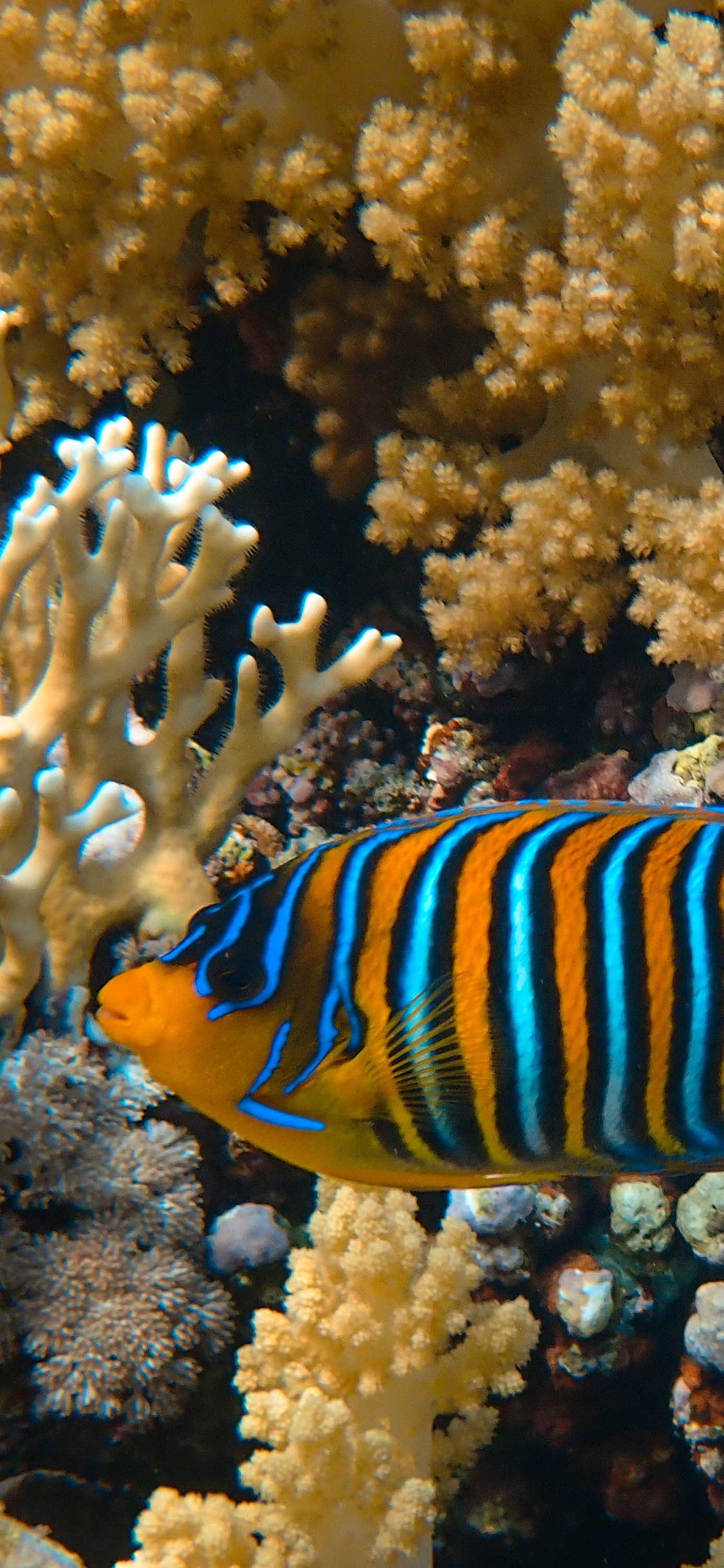 [2436×1125]鱼 珊瑚 海底 大海 苹果手机壁纸图片