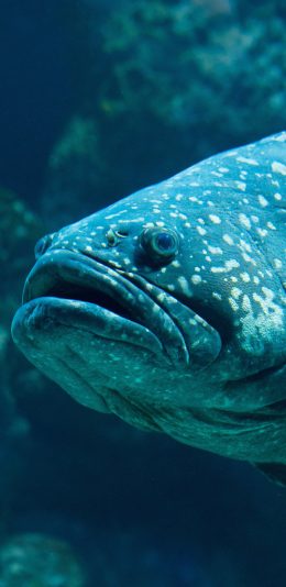 [2436x1125]鱼 蓝色 深海 海鱼 生物 海洋 苹果手机壁纸图片