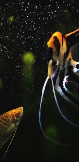 [2436x1125]鱼 观赏 饲养 游动 苹果手机壁纸图片