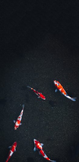 [2436x1125]鱼 锦鲤 红色 游动 苹果手机壁纸图片