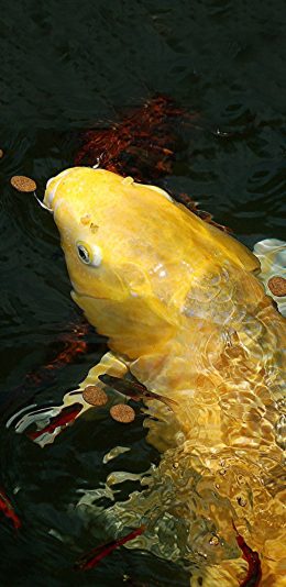 [2436x1125]鱼 锦鲤 金黄 幸运 苹果手机壁纸图片