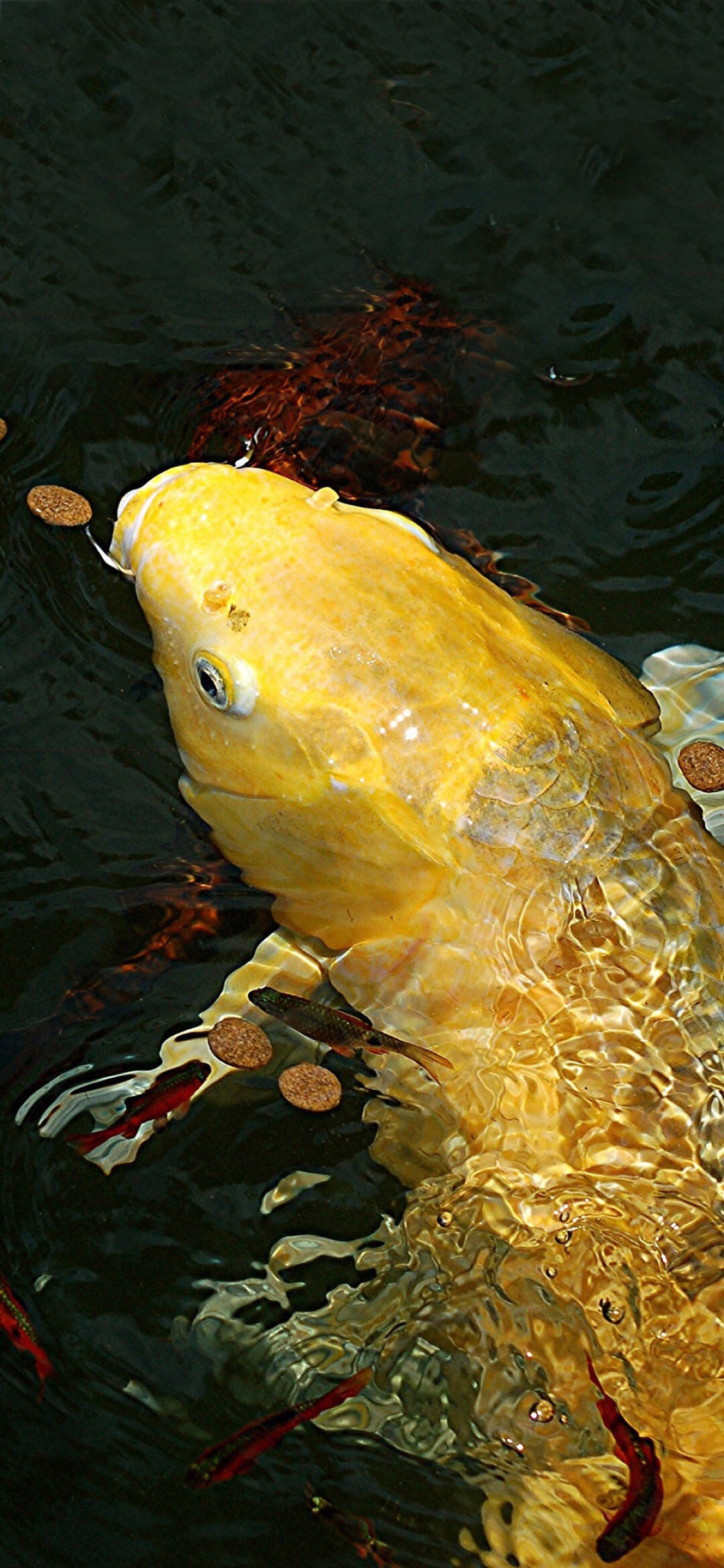 [2436×1125]鱼 锦鲤 金黄 幸运 苹果手机壁纸图片