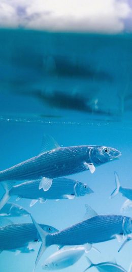 [2436x1125]鱼 鱼群 蓝色 游动 海水 苹果手机壁纸图片