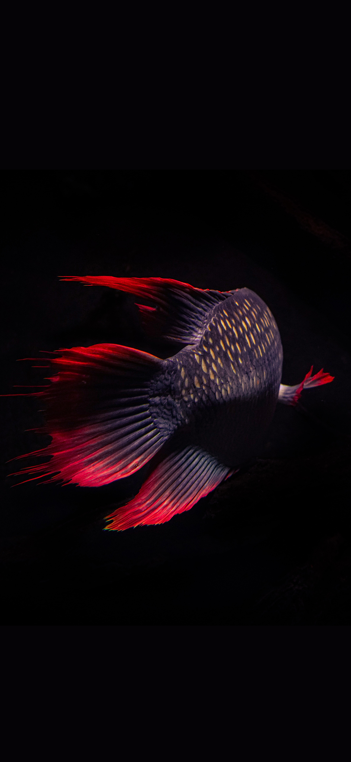 [2436×1125]鱼尾 特写 观赏鱼 炫彩 苹果手机壁纸图片